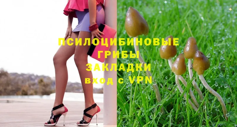 Галлюциногенные грибы MAGIC MUSHROOMS  как найти наркотики  Зеленоградск 